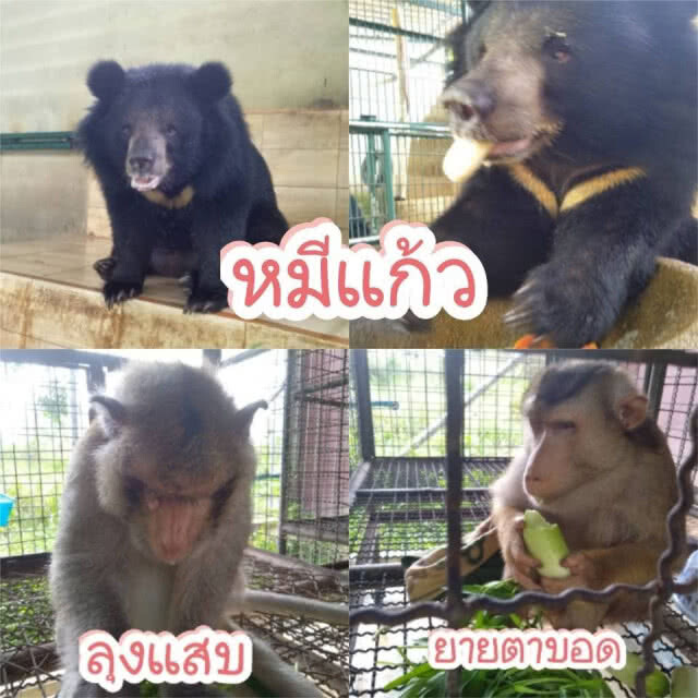 สถานีฯ บางละมุง โชว์ภาพ "หมีควายแก้ว -ลิงลุงแสบ และยายตาบอด" ปรับตัวได้ดี ร่าเริง ปกติ