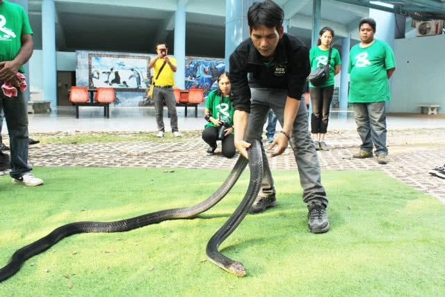 คนกับงู  เราอยู่ร่วมกันได้