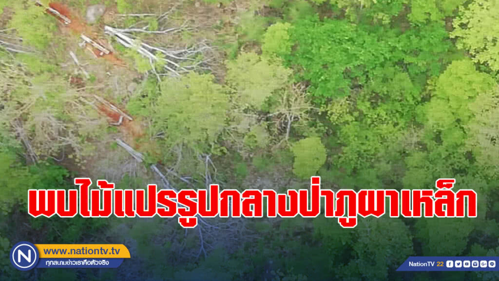 บินพบไม้แปรรูปกลางป่าภูผาเหล็ก เร่งส่ง จนท. เดินเท้าเข้าตรวจสอบ บินพบไม้แปรรูปกลางป่าภูผาเหล็ก เร่งส่ง จนท. เดินเท้าเข้าตรวจสอบ