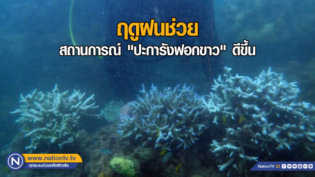 ฤดูฝนช่วย สถานการณ์ "ปะการังฟอกขาว" ดีขึ้น