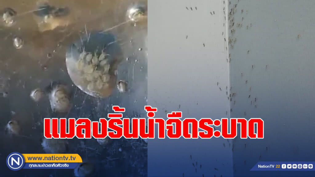 ชาวคลองเตยเดือดร้อนหนักหลังแมลงริ้นน้ำจืดระบาด
