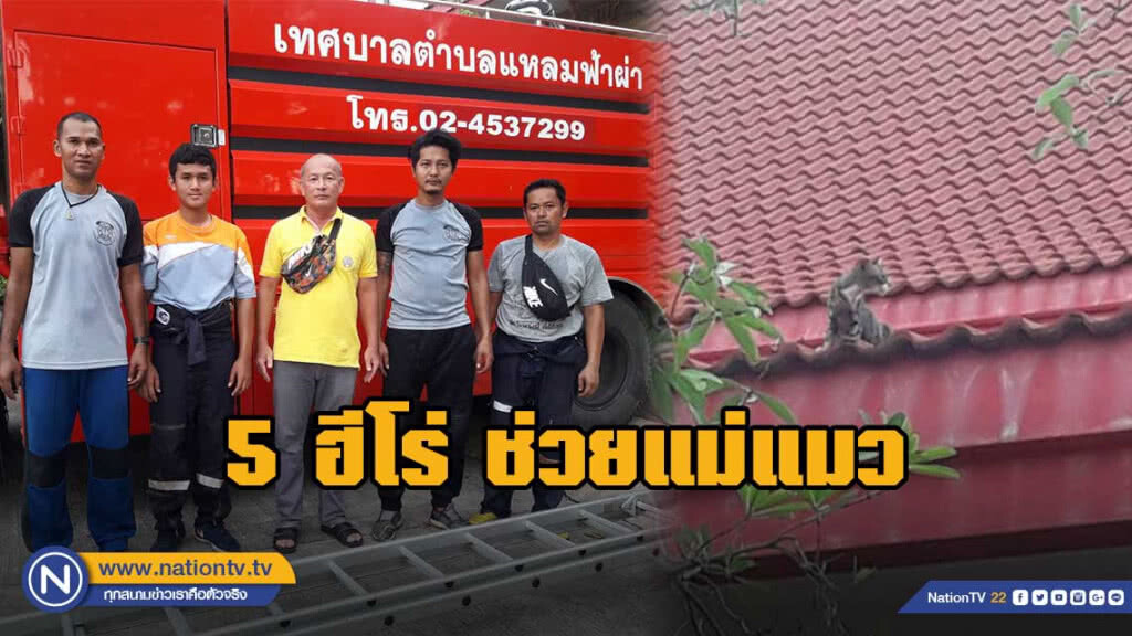 5 ฮีโร่ ช่วยแม่แมว ติดหลังคาศาลาวัด นาน 3 เดือน!!