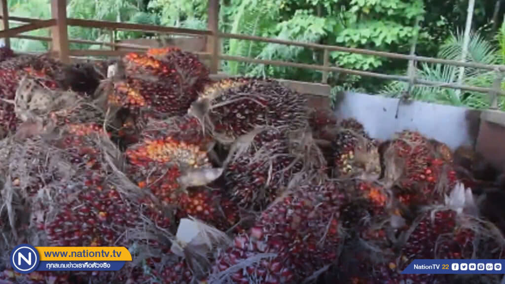 กฟผ. เผยประมูลซื้อน้ำมันปาล์มดิบผ่านเกณฑ์ 15 ราย ปริมาณ 4.53 หมื่นตัน