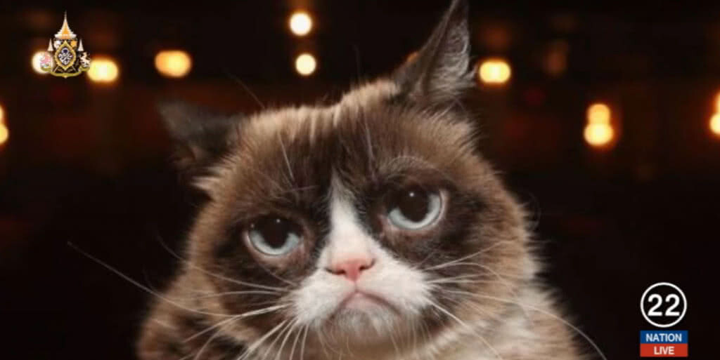 เจ้าแมวหน้ามุ่ย "Grumpy Cat" ที่โด่งดังไปทั่วโลกตายแล้ว!
