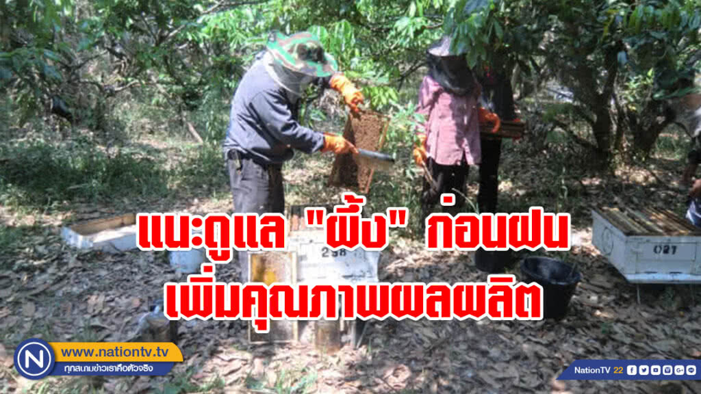 เกษตรฯ แนะดูแล "ผึ้ง" ก่อนฝน เพิ่มคุณภาพผลผลิต