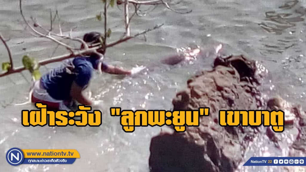 กรมอุทยานฯ หารือดูแลและเฝ้าระวัง "ลูกพะยูน" ที่เขาบาตู กรมอุทยานฯ หารือดูแลและเฝ้าระวัง "ลูกพะยูน" ที่เขาบาตู