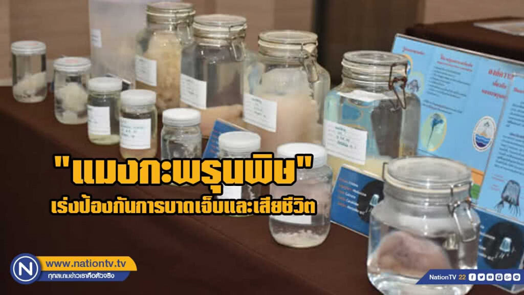 "กรมควบคุมโรค" เร่งหาทางป้องกันการบาดเจ็บและเสียชีวิตจาก "แมงกะพรุนพิษ" อย่างยั่งยืน