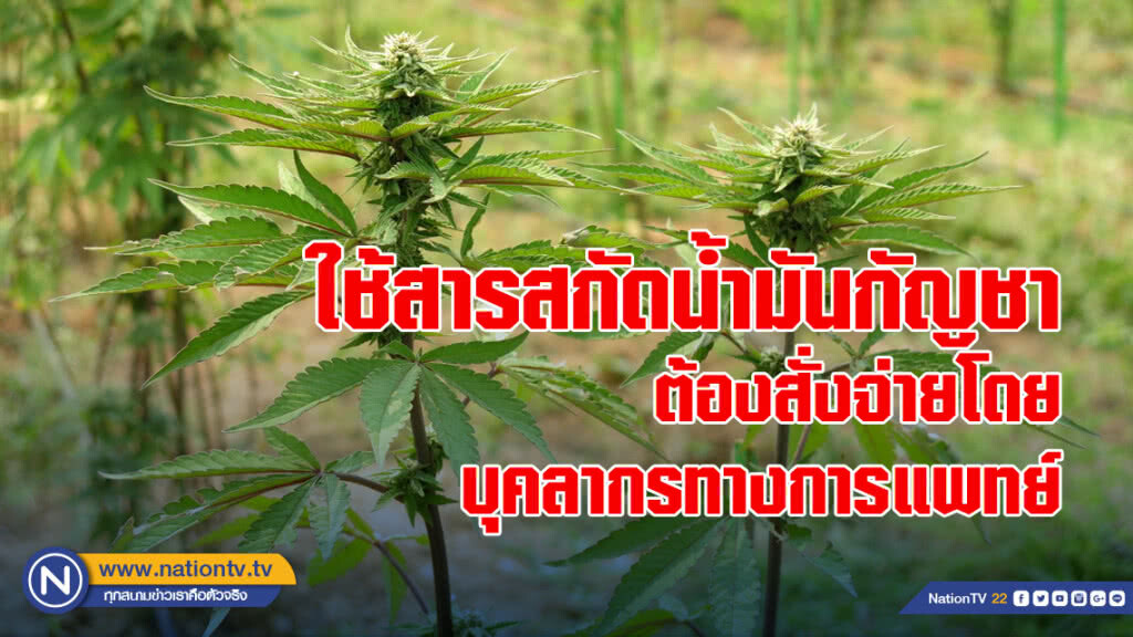 สธ.แนะการใช้สารสกัดน้ำมันกัญชา ต้องสั่งจ่ายโดยบุคลากรทางการแพทย์ที่ผ่านการอบรม