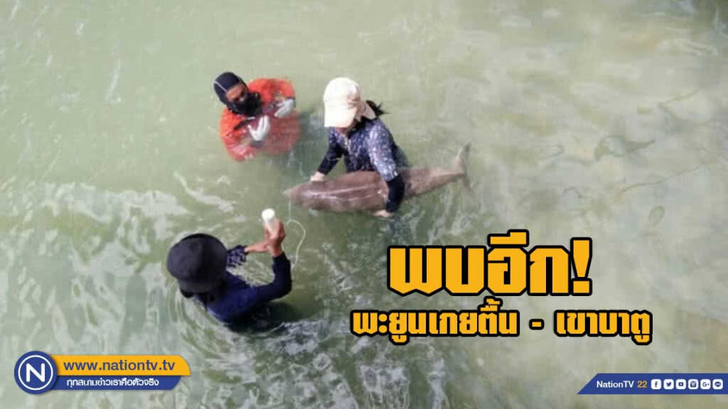 พบอีก! พะยูนเกยตื้นเขาบาตู จนท.ช่วยนำไปปล่อยในน้ำลึก