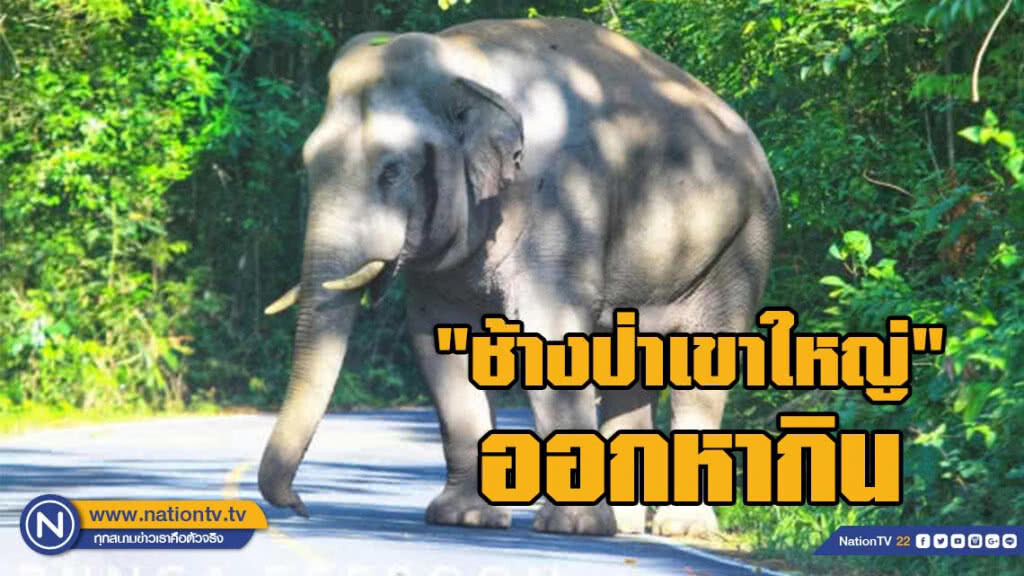 "ช้างป่าเขาใหญ่" ออกหากินบนถนนสาย 2090 และถนนสาย 3077 ต่อเนื่อง