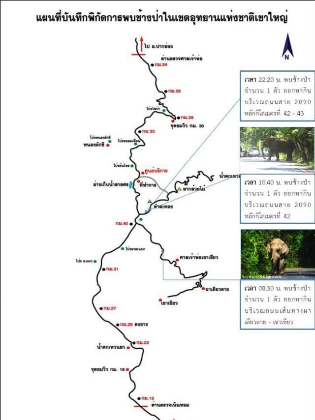 "ช้างป่าเขาใหญ่" ออกหากินบนถนนสาย 2090 และถนนสาย 3077 ต่อเนื่อง