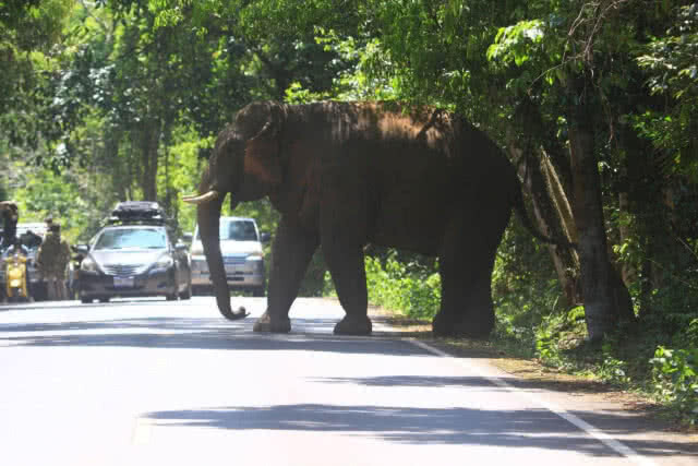 "ช้างป่าเขาใหญ่" ออกหากินบนถนนสาย 2090 และถนนสาย 3077 ต่อเนื่อง