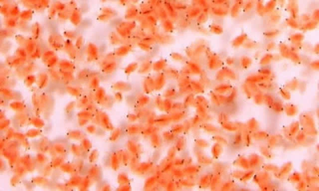 สทนช.จี้แก้ปัญหาคุณภาพน้ำคลองประเวศ เหตุริ้นน้ำจืด-ไรแดงระบาดหนัก