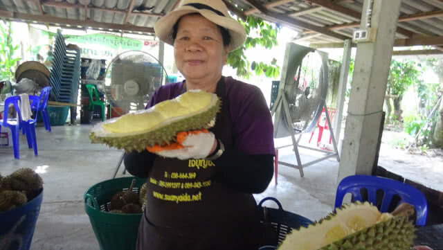 ทุเรียนระยองขาดรุ่น สวนปิดบุฟเฟ่ต์แล้ว