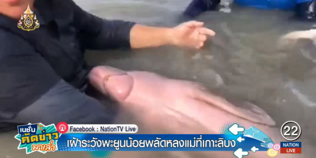 จัดกำลังเฝ้าพะยูนน้อย พลัดหลงแม่ที่เกาะลิบง