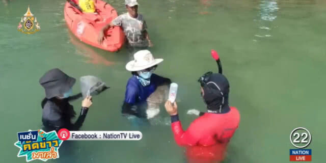 จัดกำลังเฝ้าพะยูนน้อย พลัดหลงแม่ที่เกาะลิบง