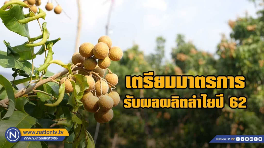 พาณิชย์เตรียมมาตรการรับผลผลิตลำไยปี 62