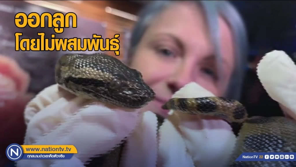 ตะลึง! แม่อนาคอนด้าออกลูกโดยไม่ผสมพันธุ์