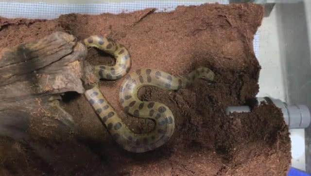 ตะลึง! แม่อนาคอนด้าออกลูกโดยไม่ผสมพันธุ์