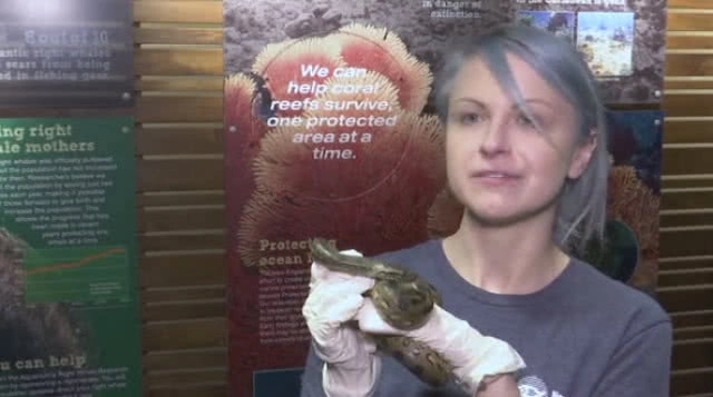 ตะลึง! แม่อนาคอนด้าออกลูกโดยไม่ผสมพันธุ์