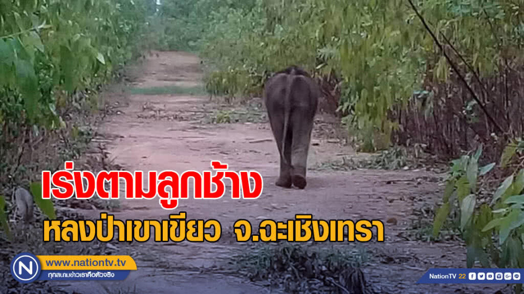 เร่งตามลูกช้างหลงป่าเขาเขียว จ.ฉะเชิงเทรา เร่งตามลูกช้างหลงป่าเขาเขียว จ.ฉะเชิงเทรา