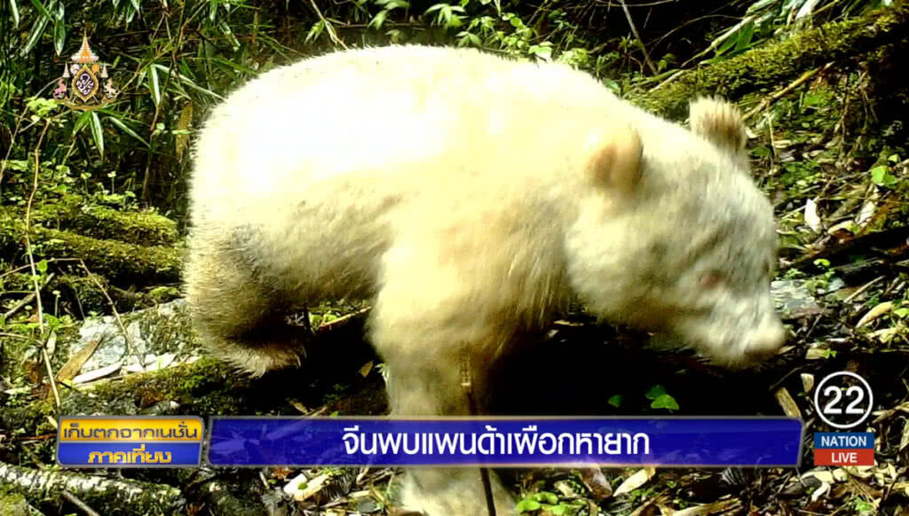 จีนพบแพนด้าเผือกหายาก