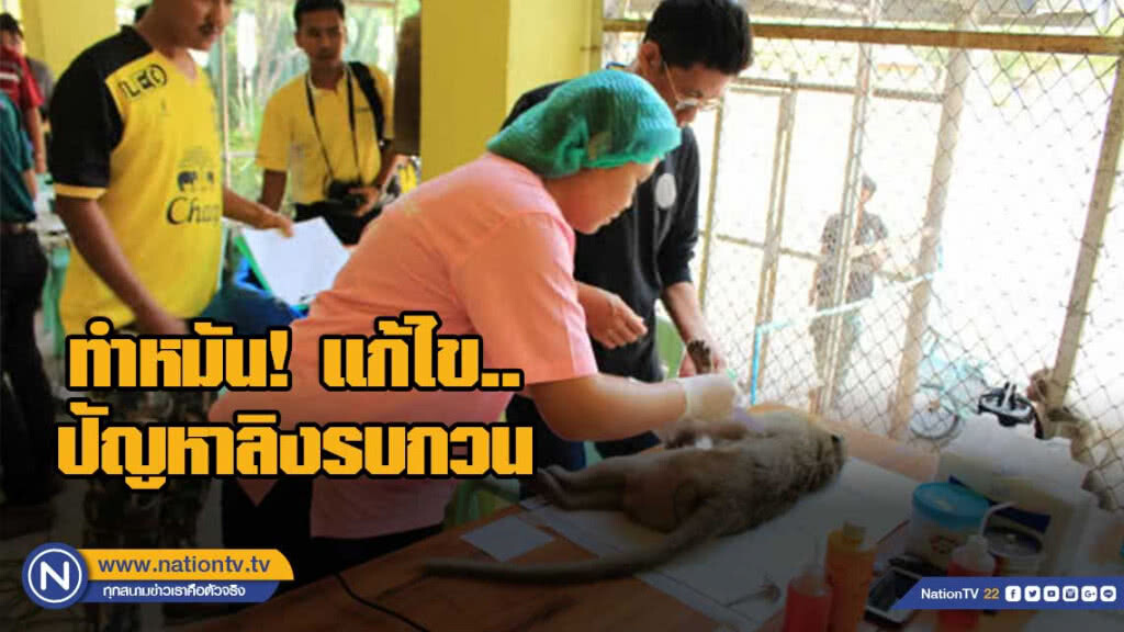 ป่าไม้จับฝูงลิงป่าทำหมันช่วยชาวบ้าน