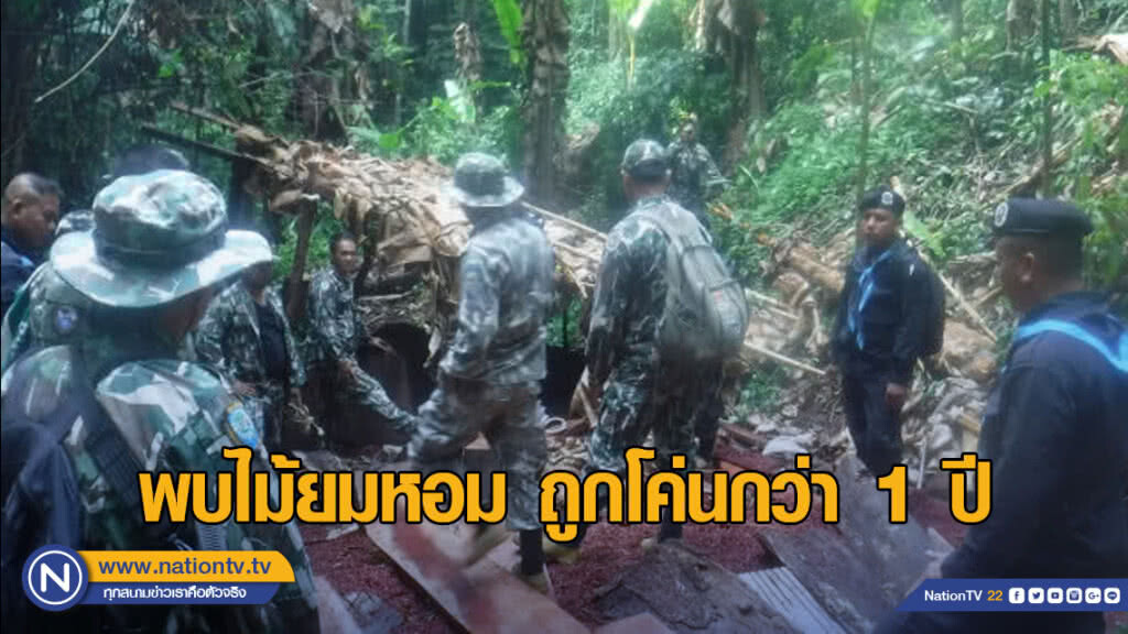 พบไม้ยมหอม ถูกโค่นกว่า 1 ปี คาดคนร้ายหวั่นถูกจับ