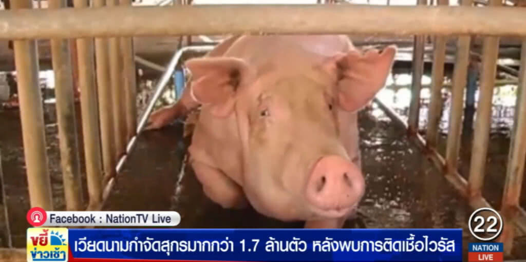 เวียดนามฆ่าหมูเกือบ 2 ล้านตัวหลังพบติดเชื้อไวรัส