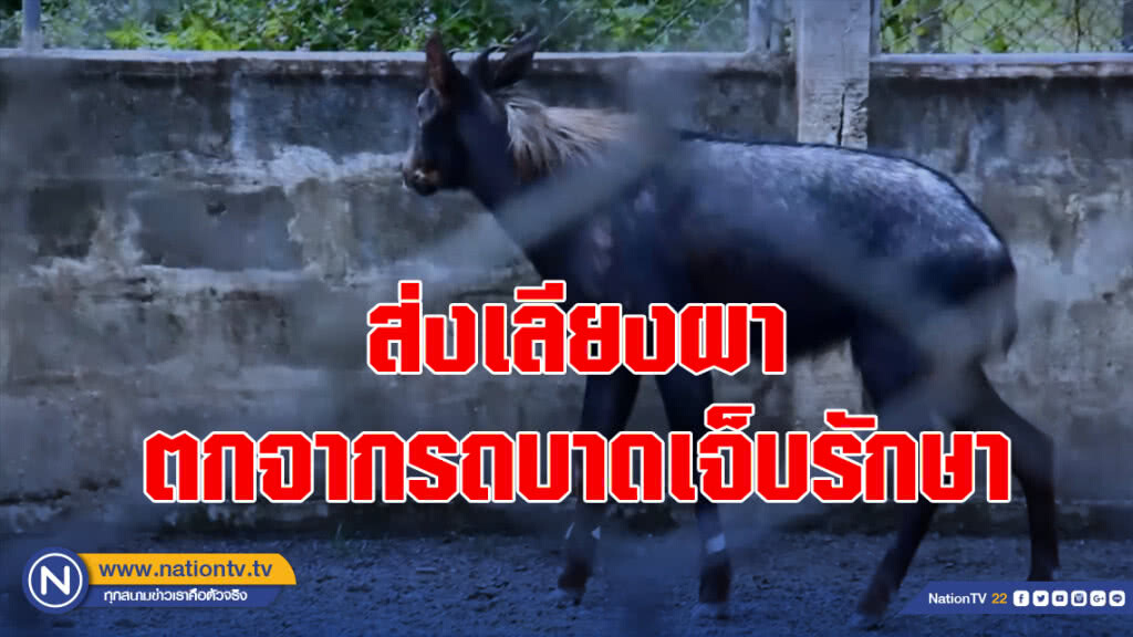 ส่งเลียงผาตกจากรถบาดเจ็บรักษา ที่สถานีเพาะเลี้ยงสัตว์ป่า พังงา