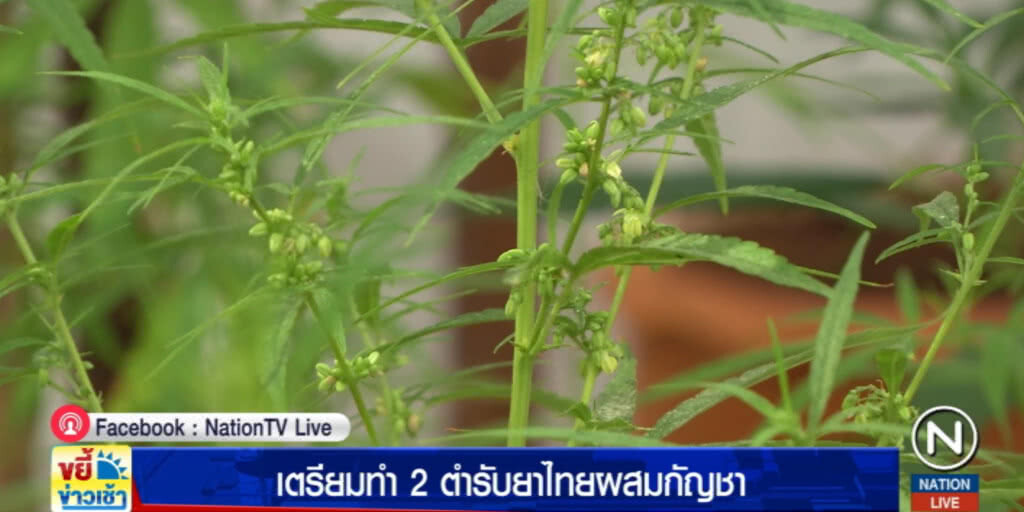 เตรียมทำ 2 ตำรับยาไทยผสมกัญชา คาดมีผู้ป่วยใช้เกือบ 8 แสน