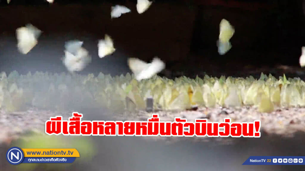 ผีเสื้อหลายหมื่นตัวบินว่อน! อวดโฉมเต็มพื้นที่ต.บ้านมุง อ.เนินมะปราง