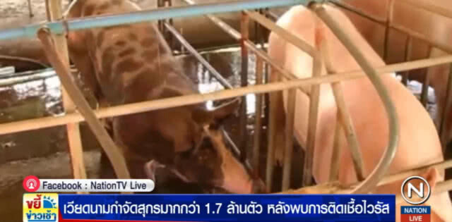 เวียดนามฆ่าหมูเกือบ 2 ล้านตัวหลังพบติดเชื้อไวรัส