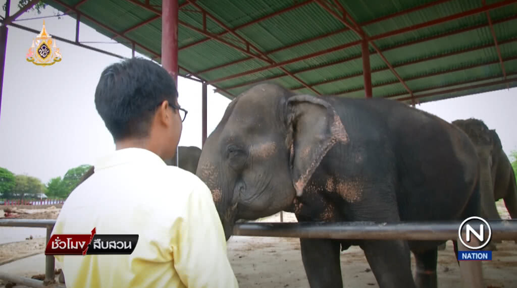 (คลิปข่าว) ไร้เจ้าภาพดูส่งออกช้าง กรมการค้าต่างประเทศ กรมอุทยานฯ หรือกรมปศุสัตว์ ?