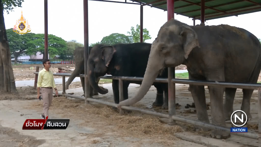 (คลิปข่าว) การส่งช้างไปเชื่อมสัมพันธ์ไมตรี ยังจำเป็นอยู่หรือไม่ ?
