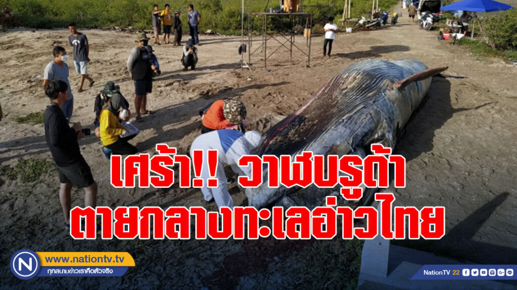 พบวาฬบรูด้า ตายกลางทะเลอ่าวไทย