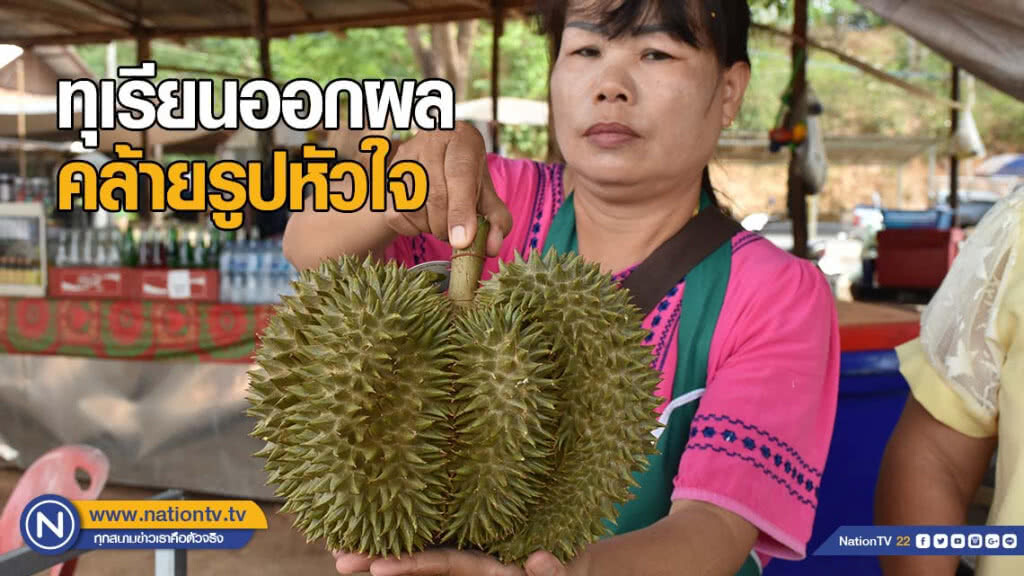 ฮือฮา! ทุเรียนพื้นเมืองลับแล ออกผลคล้ายรูปหัวใจ