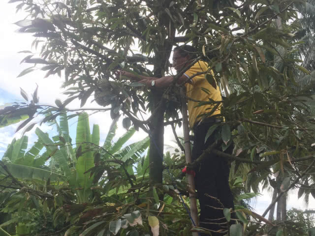 เตรียมประมูลทุเรียนนนท์ รายได้ซื้อเครื่องมือแพทย์ให้รพ.