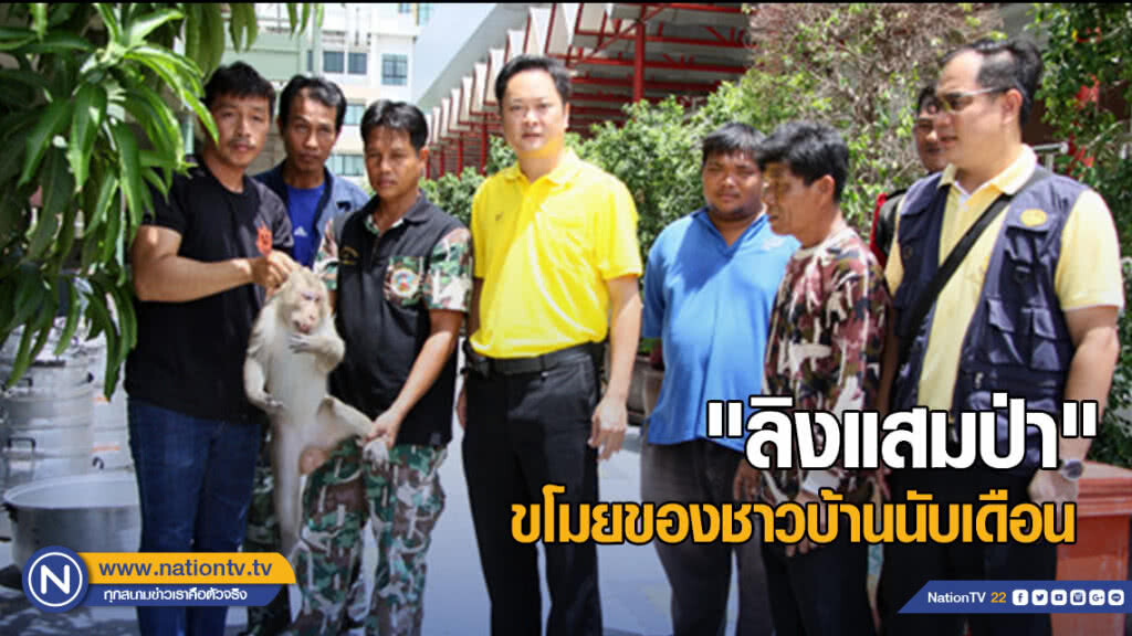 จับแล้ว "ลิงแสมป่า" ขโมยของชาวบ้านมานับเดือน