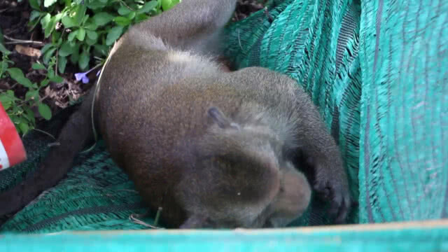 จับแล้ว "ลิงแสมป่า" ขโมยของชาวบ้านมานับเดือน