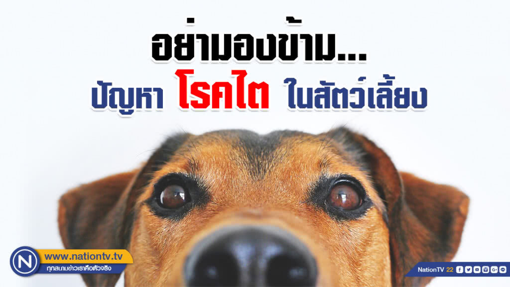 อย่ามองข้าม...ปัญหาโรคไตในสัตว์เลี้ยง