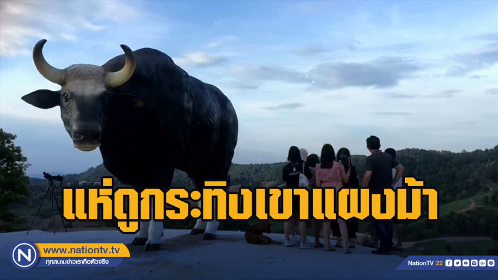 นักท่องเที่ยวแห่ดูกระทิงเขาแผงม้า