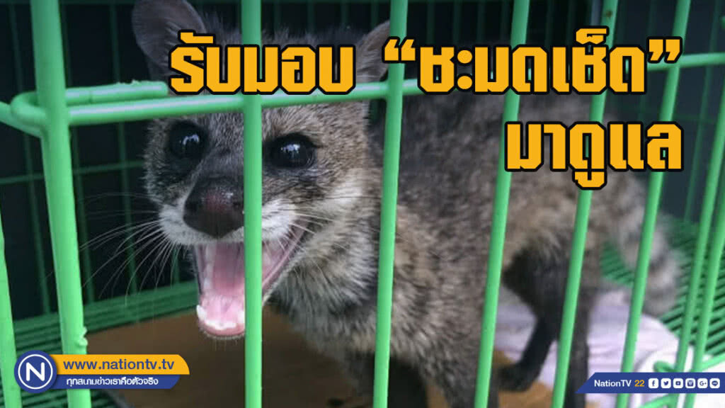 เขาสนรับ​มอบ 'ชะมดเช็ด'​ มาดูแล ก่อนปล่อยคืนสู่ธรรมชาติ