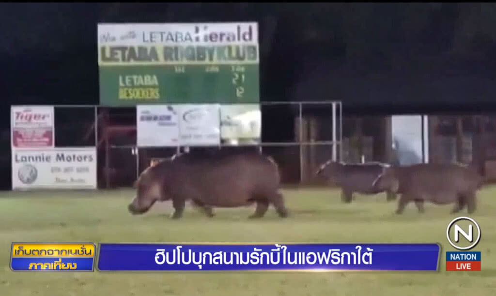 ฮิปโปบุกสนามรักบี้ในแอฟริกาใต้ ฮิปโปบุกสนามรักบี้ในแอฟริกาใต้