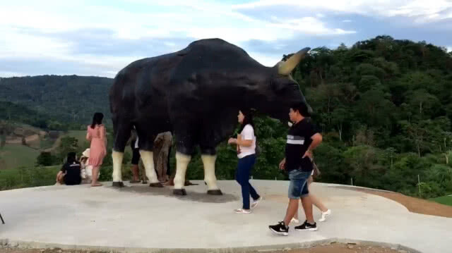 นักท่องเที่ยวแห่ดูกระทิงเขาแผงม้า