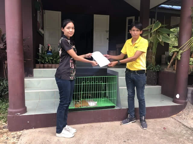 เขาสนรับ​มอบ 'ชะมดเช็ด'​ มาดูแล ก่อนปล่อยคืนสู่ธรรมชาติ