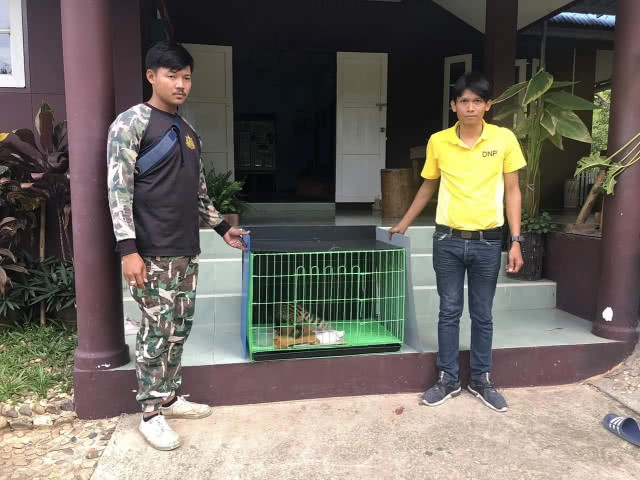 เขาสนรับ​มอบ 'ชะมดเช็ด'​ มาดูแล ก่อนปล่อยคืนสู่ธรรมชาติ