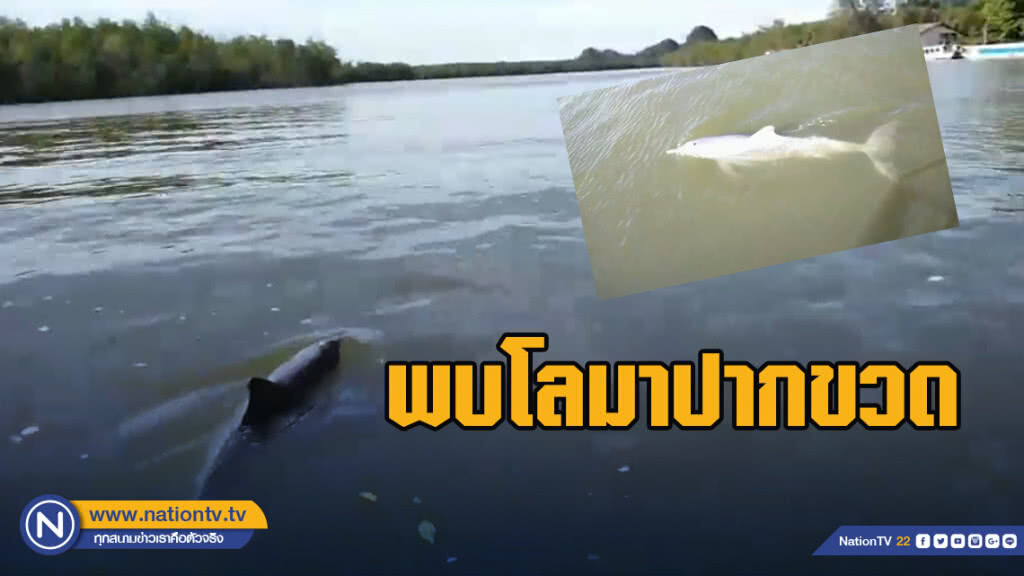 ตื่นเต้น...พบโลมาปากขวดโผล่เล่นน้ำที่ท่าเรือบ้านท่าด่าน อช.อ่าวพังงา ตื่นเต้น...พบโลมาปากขวดโผล่เล่นน้ำที่ท่าเรือบ้านท่าด่าน อช.อ่าวพังงา
