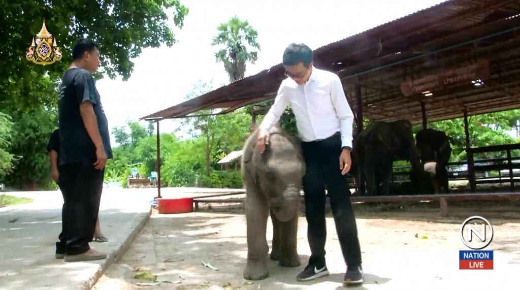(คลิปข่าว) ญี่ปุ่น-ดูไบ จ่อขอช้างไทยเชื่อมสัมพันธ์ ภาคปชช.เตรียมยื่นสภาล้มระเบียบส่งออกช้าง