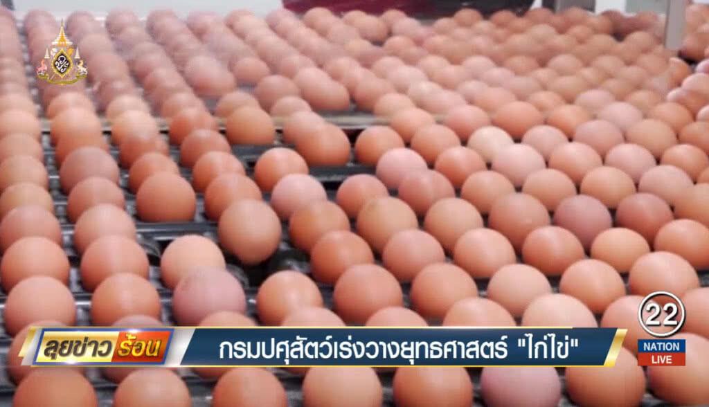 กรมปศุสัตว์เร่งวางยุทธศาสตร์ "ไก่ไข่" กรมปศุสัตว์เร่งวางยุทธศาสตร์ "ไก่ไข่"